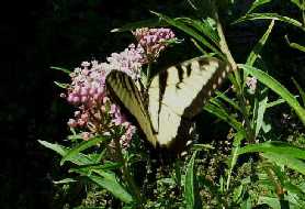 tigerswallowtail.jpg